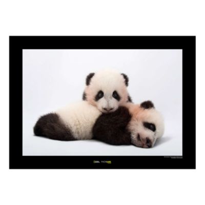 national geographic panda plush
